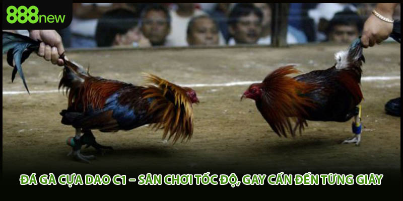 Đá Gà Cựa Dao C1 – Sân Chơi Tốc Độ, Gay Cấn Đến Từng Giây
