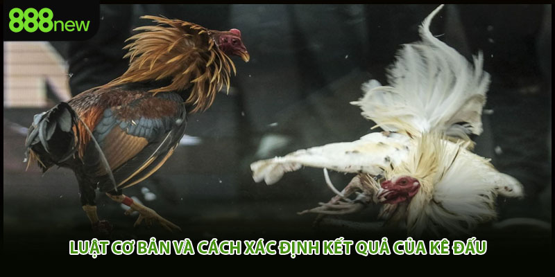 Luật cơ bản và cách xác định kết quả của kê đấu